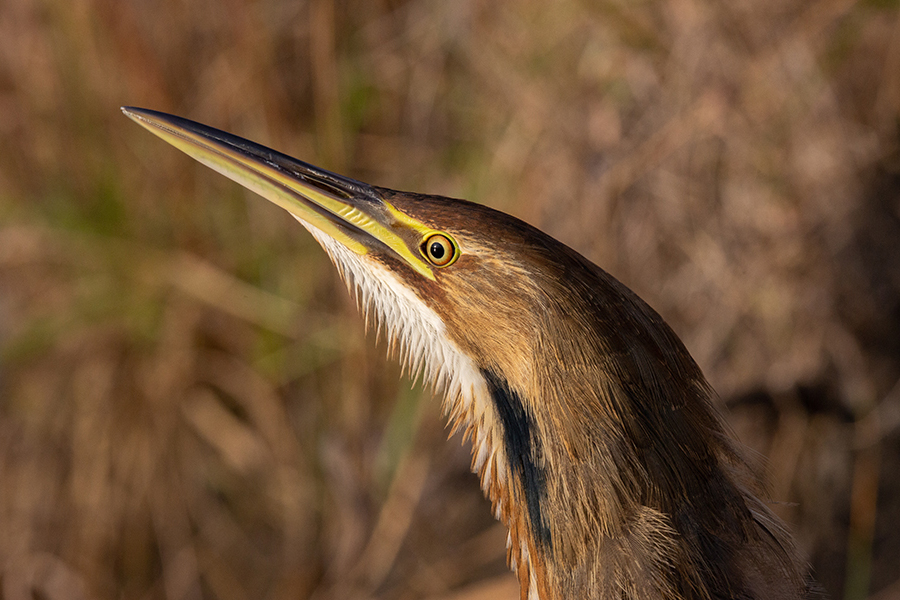 bittern